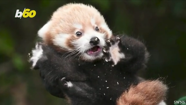 Adorable Red Panda Cub Is Being Dubbed A Miracle Baby