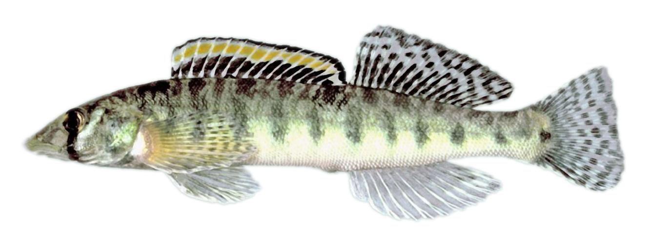 Roanoke logperch