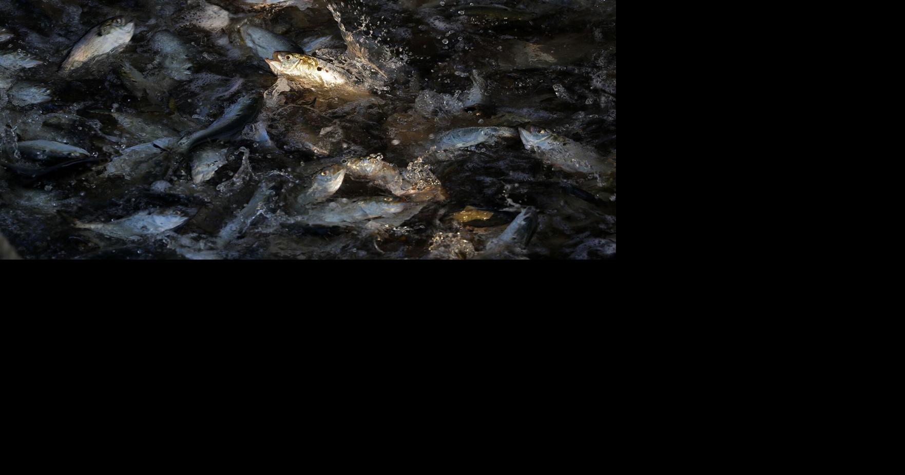 State proposes limits on menhaden fishing in the Bay after spills - Franklin News Post