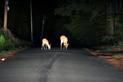 Deer