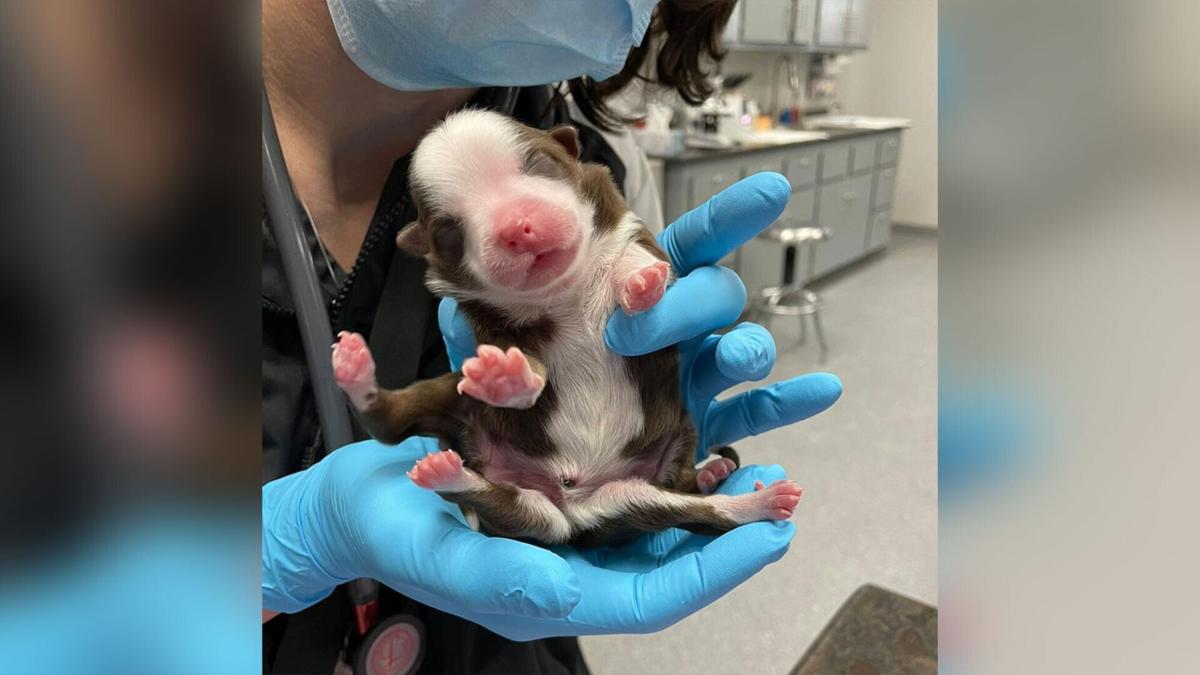 Puppy born with six legs is a 'miracle,' vet hospital says
