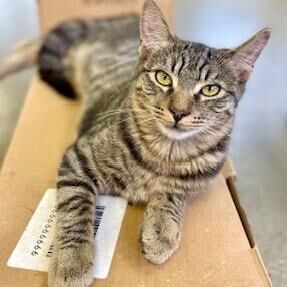 Furry Friends in need of a home: Stripey