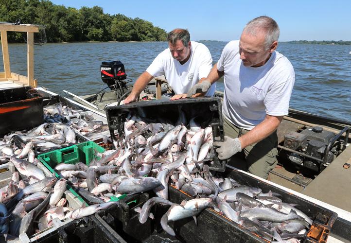 20150816_MET_FISH_KM6