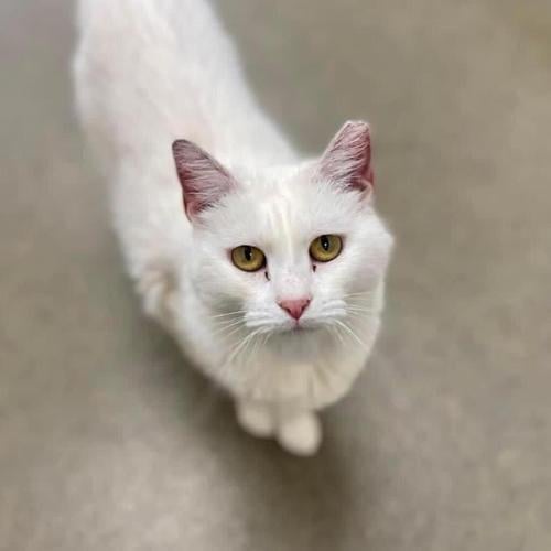Furry Friends in need of a home: Mavis