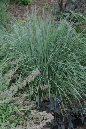 little bluestem
