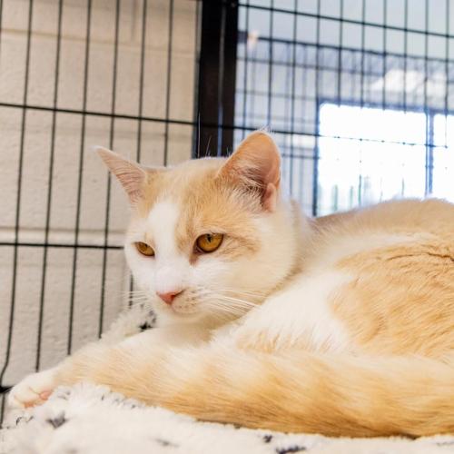 070524-felinefriday-fredrick