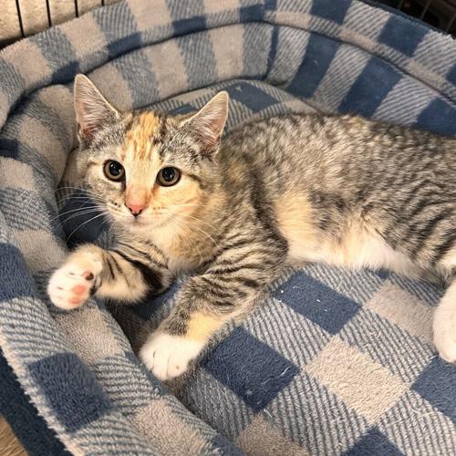 Squaltch, domestic short hair