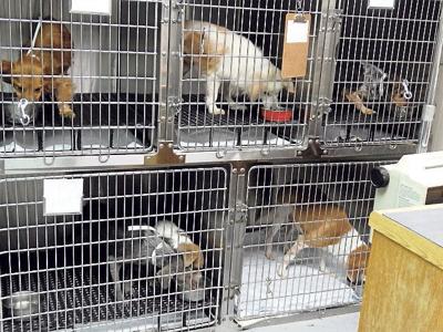 Humane Society has worked 40 years for Franklin County’s pets