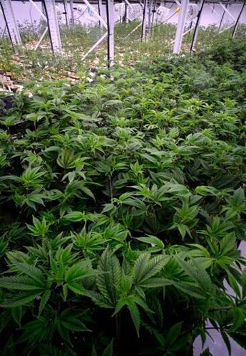 2020100X_MBZ_GLEAF_BB06