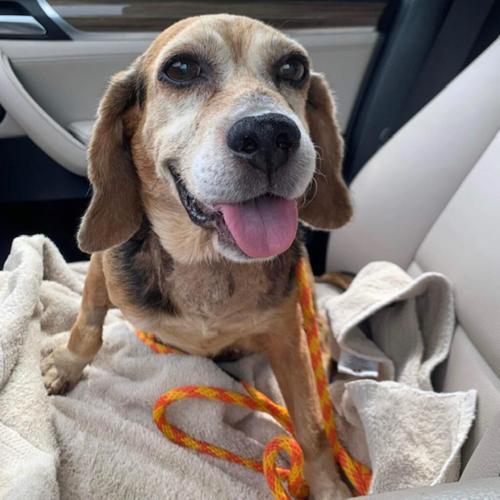 071322-fnp-opn-furryfriends-betsy.png