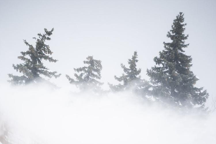 Wind-whipped trees