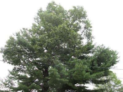 Conjoined trees an unusual sight