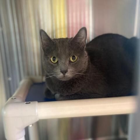 020222-fnp-opn-furryfriends-smokey.jpeg