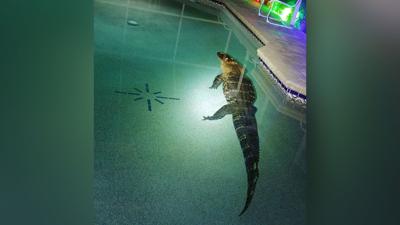 550-pound alligator goes for a dip in Florida family's swimming pool