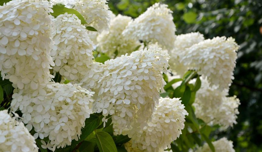 Hydrangea paniculata