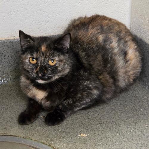 Bunny, domestic short hair