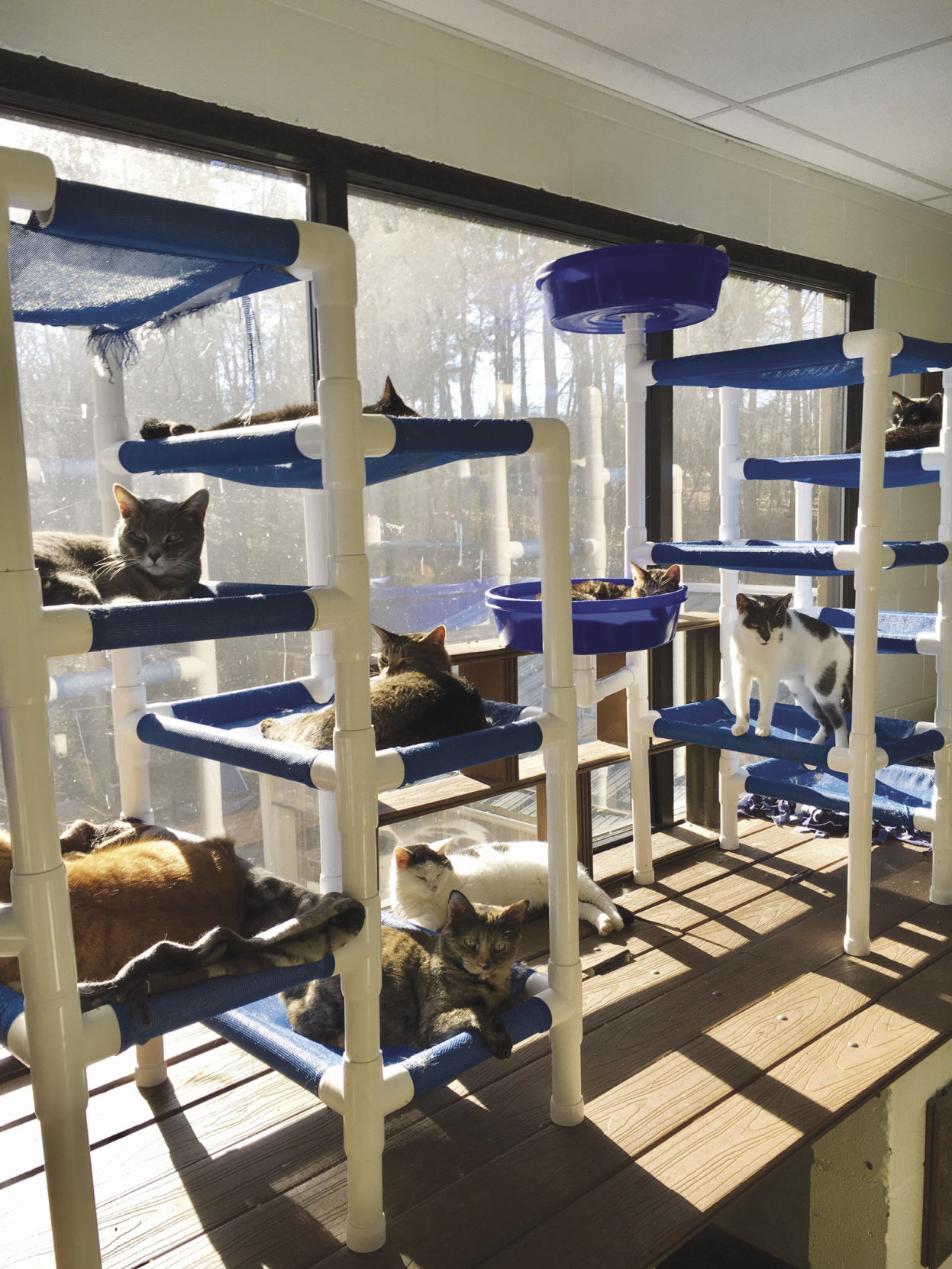 franklin county humane society cats