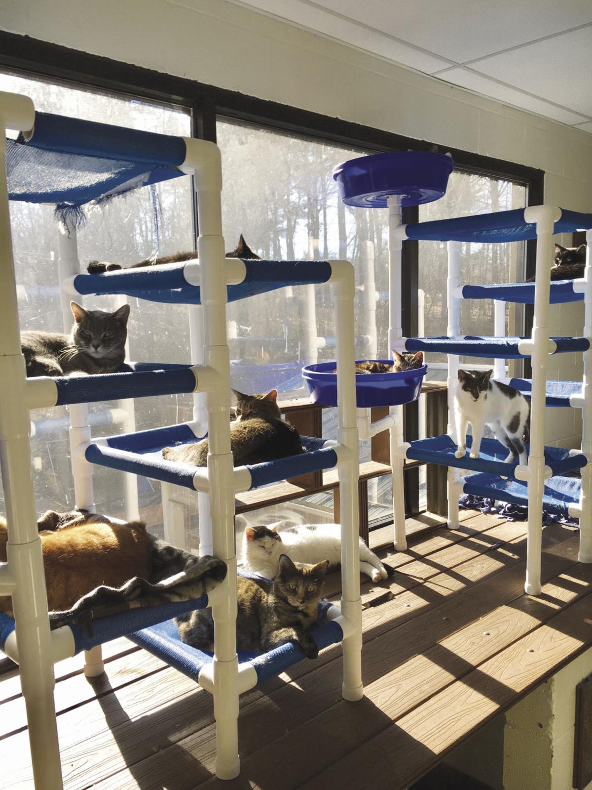 Humane society almost at capacity with animals in need Latest