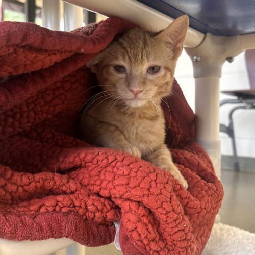 Ancho, domestic short hair