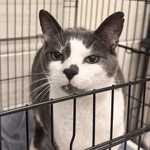 Wesley, domestic short hair