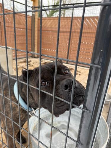 020426-roa-va-dogs-p2