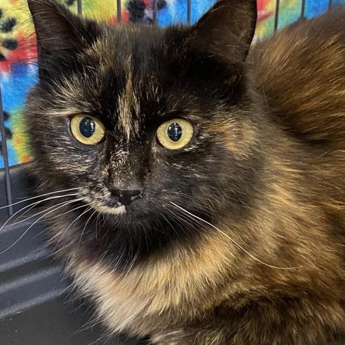 071223 Furry Friends