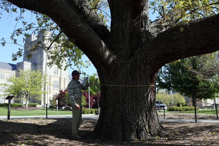 042023-roa-nr-bigtrees-01