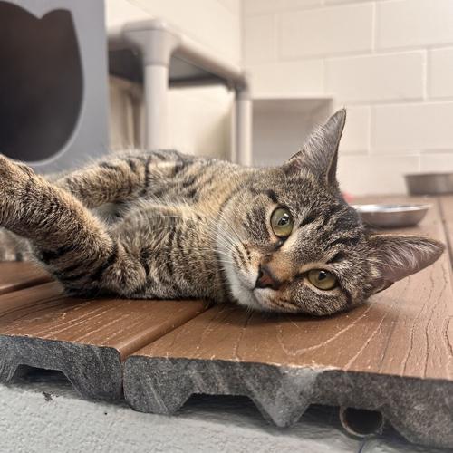 Megatron, domestic short hair