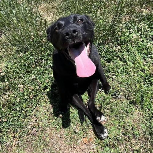 Rally, Labrador retriever mix