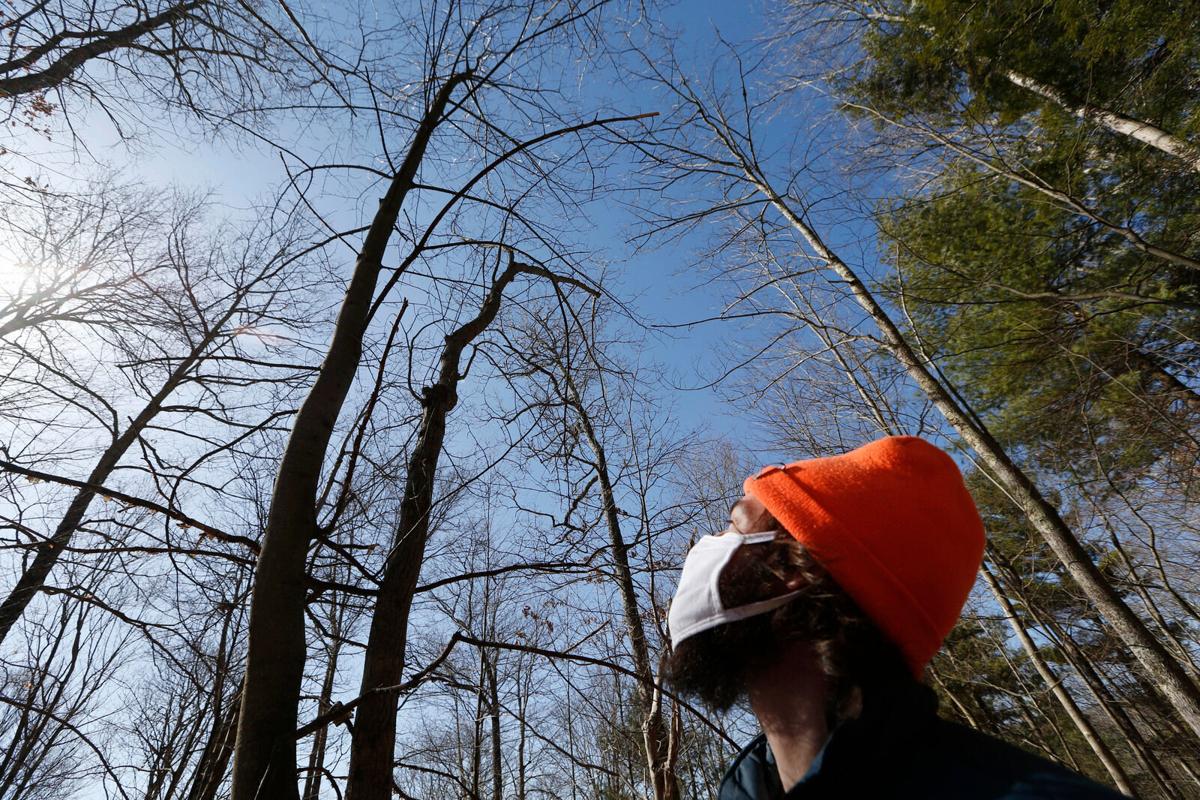 American chestnut tree