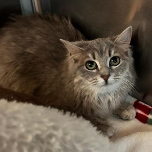 Margot, domestic medium hair