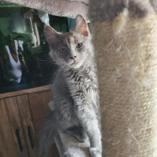 Feline Friday: Spoon, domestic short hair