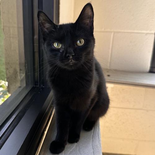 Moomba, domestic short hair