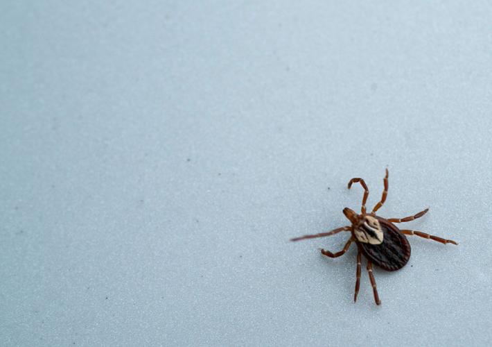 The American dog tick
