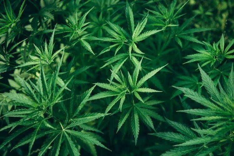 Cannabis