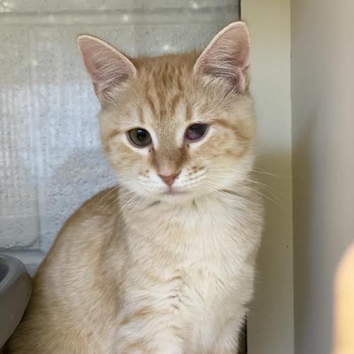 092322-fnp-opn-felinefriday-colorado.png