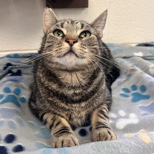 Gaiear, domestic short hair