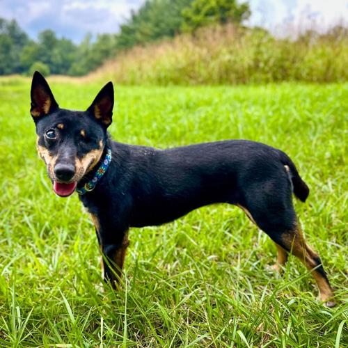 Katie, miniature pinscher