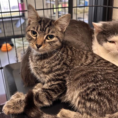 Moss, domestic short hair