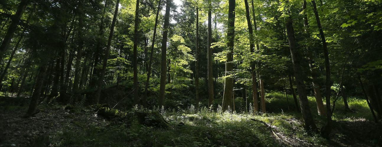Mossy Point WNY Land Conservancy