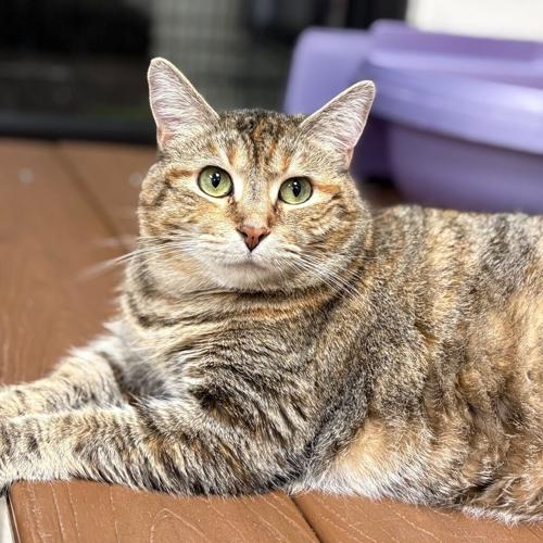 Prudence, domestic short hair