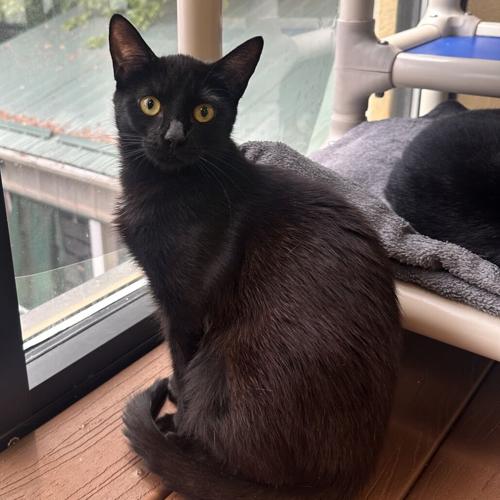 Scarlet, domestic short hair