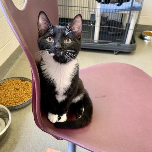 Feline Friday 082523 Bean