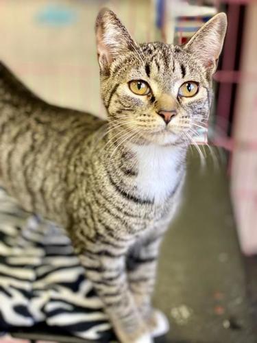 Furry Friends of Franklin County