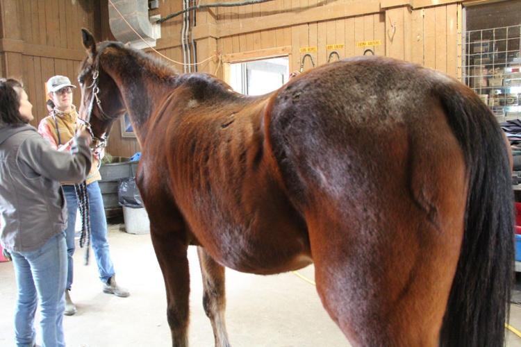 Horses rescued from Bay Ridge Equestrian in March of 2023.