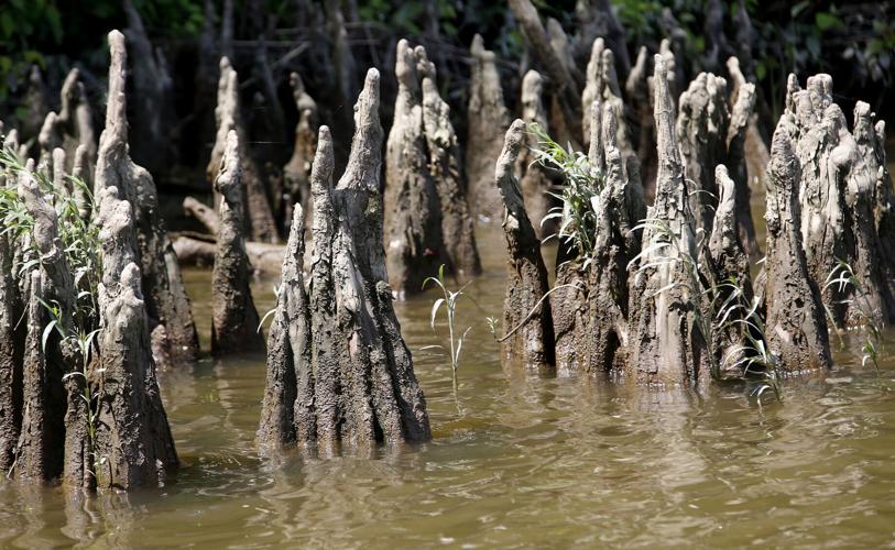 20220612_MET_WETLANDS_AWE08