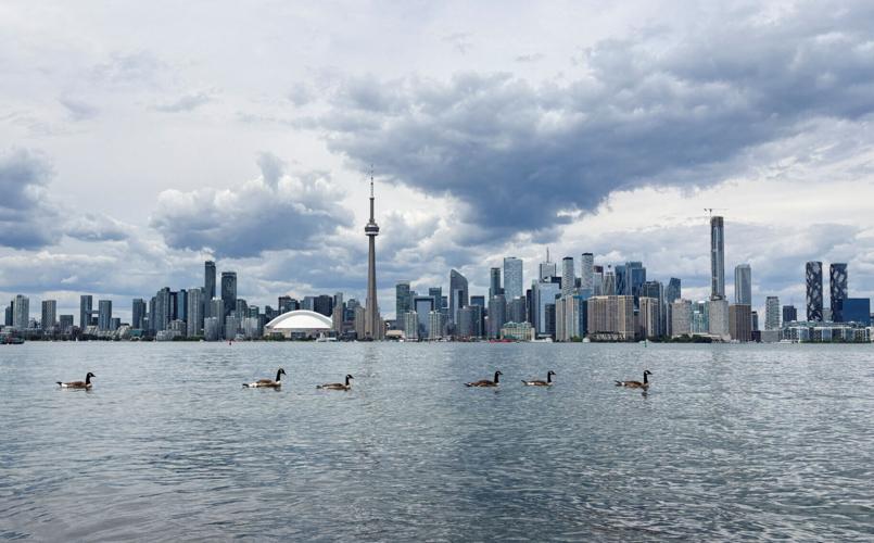 FILE PHOTO: Canada geese swim in Lake Ontario near Centre Island in Toronto