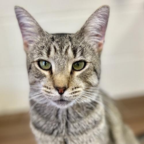 Eli, domestic short hair