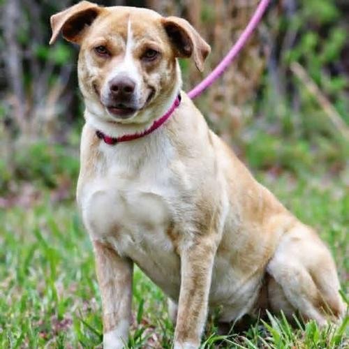 060326-fnp-opn-furryfriends-nellie.jpg