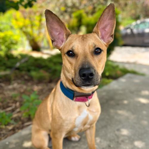 Feather, mixed breed